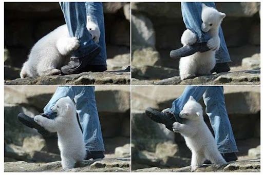 fotos animales divertidos