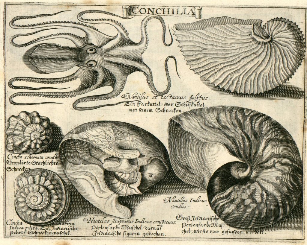 [Octopus and Shells.jpg]